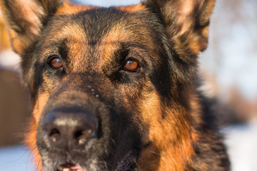 Dog german shepherd in a village in a winter