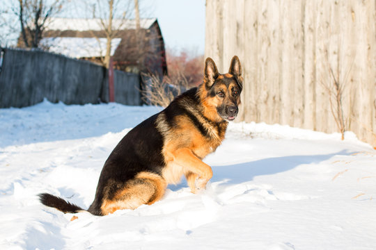 Dog german shepherd in a village in a winter