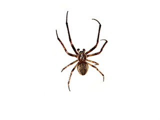 spider isolated
