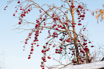 Rowan tree with red berries in a village