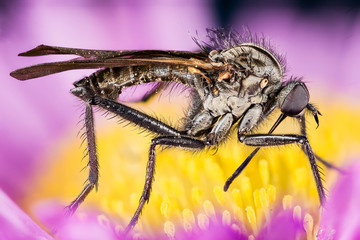Focus Stacking - Empididae, Fly, Dagger flies, Balloon flies, Empis livida