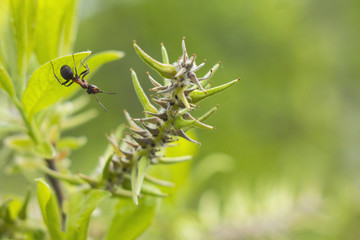 Ants - Curiosity