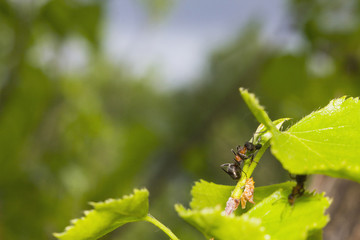 Ants - Sows aphids