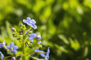 Blue forget-me-not