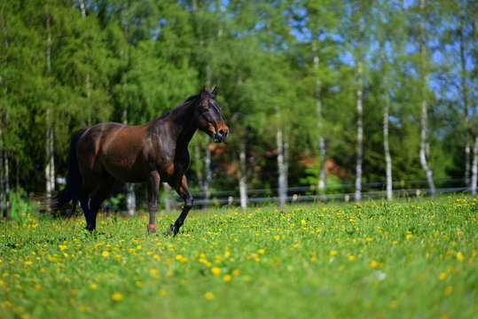 Chirio, braunes Pferd geht &uuml;ber L&ouml;wenzahnwiese