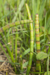 Green flower Horsetail