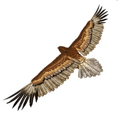 Fototapeta na wymiar Gurney Eagle on white. 3D illustration