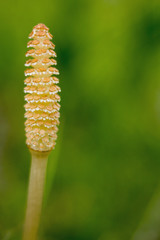Orange flower Horsetail