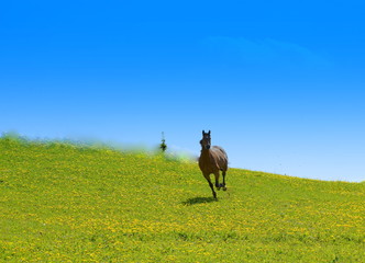 Fototapeta premium feeling free, brown horse running over blooming pasture