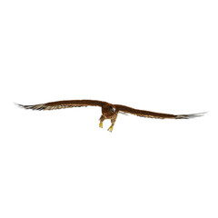 Gurney Eagle on white. Front view, 3D illustration