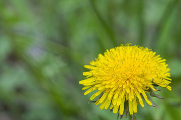 Yellow dandelion