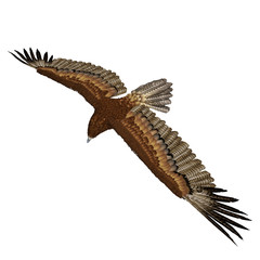 Obraz na płótnie Canvas Gurney Eagle on white. 3D illustration