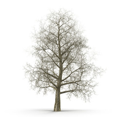 Oak Tree Winter on white. 3D illustration