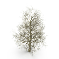 Oak Tree Winter on white. 3D illustration