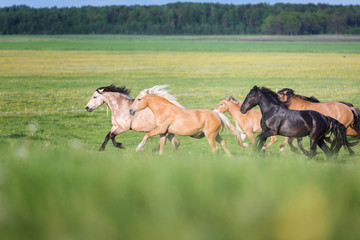 Herd of running horses.