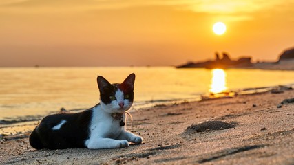 Cat on a beach at sunset