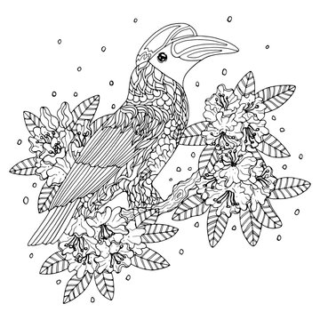 Hornbill Bird Coloring Page