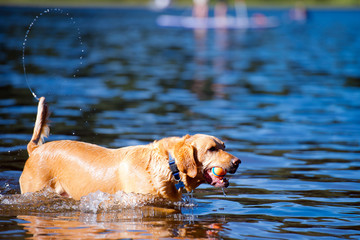 Redhead dog carries the ball running out of lake