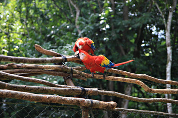 Parrots in the park, Central America, Honduras