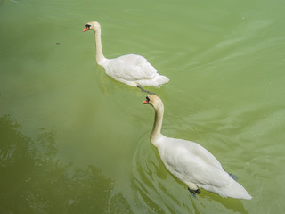 pair of swans on lake. green water