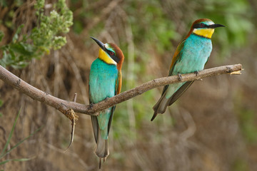 Bee eater (Merops apiaster)