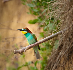 Bee eater (Merops apiaster)