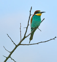 Bee eater (Merops apiaster)