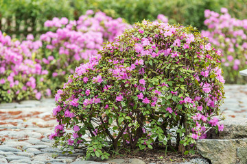 Obraz premium Pink rhododendron bush