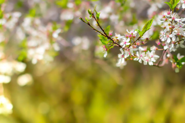 White blossom and leaves
