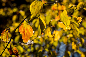 Autumn leaves closeup