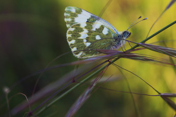 green butterfly