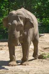 éléphant