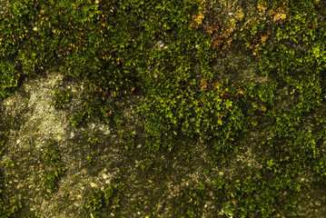 Fototapeta premium green plant