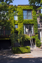 Man repairing window in brick apartment building covered green ivy