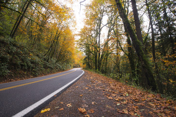 Silence of autumn forest with outgoing away road