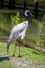 grue