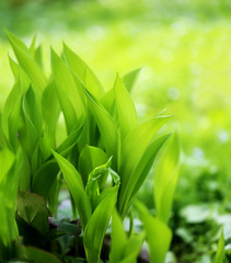 Fototapeta na wymiar Bright photo green sunlit plants