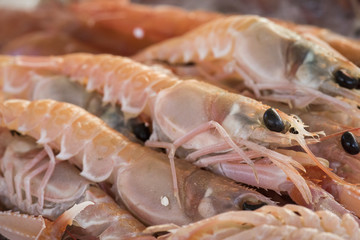 Cicala del Mediterraneo 