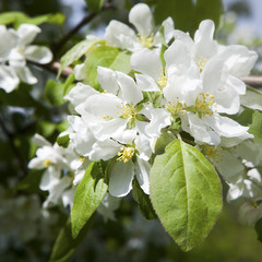 the High key shot of Apple blossom and leaves