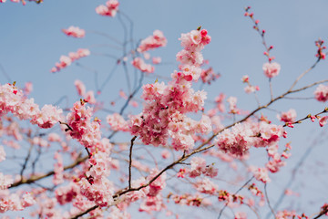 Cherry blossom
