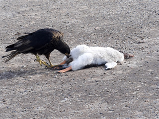 Striated caracara, Phalcoboenus australis, eating a dead penguin, Souders Island, Falkland  - Malvinas