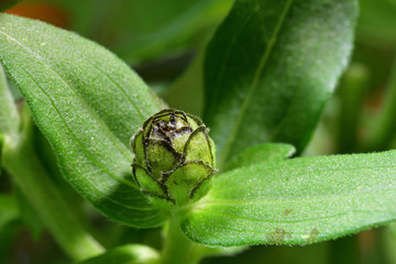 bud of zinnia