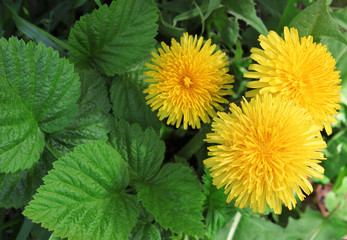 Dandelion flowers on a green background