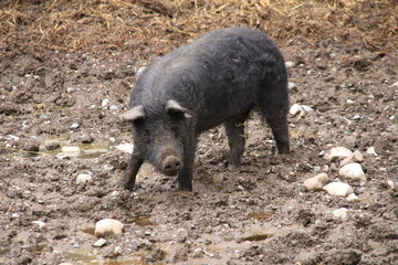 petit cochon noir / little black pig