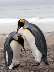 Fototapeta na wymiar King Penguin, Aptenodytes patagonicus, of Sounder Island, Falkland Islands-Malvinas