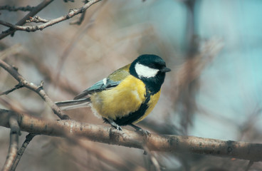 The titmouse sits on a tree branch
