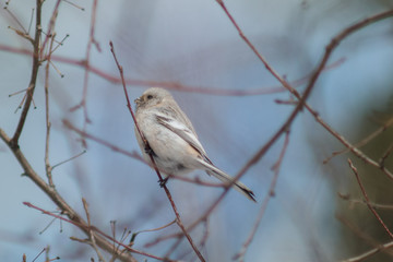 Uragus bullfinch sits on a branch of a bush