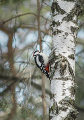 A woodpecker sits on a birch trunk