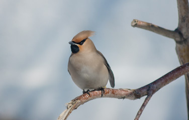 Young waxwing is sitting among the branches
