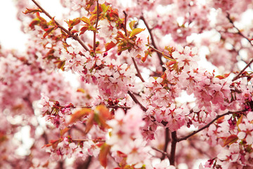 Fototapeta premium Cherry blossoms in spring, soft focus.
